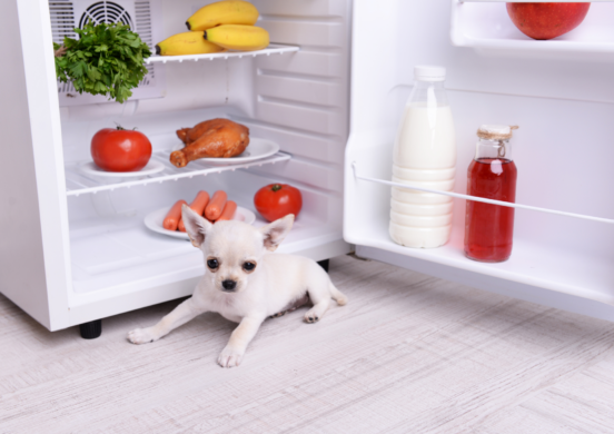 Quando il calore diventa Nemico: Nutrire e proteggere i tuoi Animali
